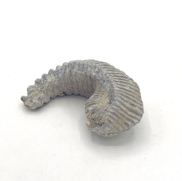 Alectryonia Oyster Fossil