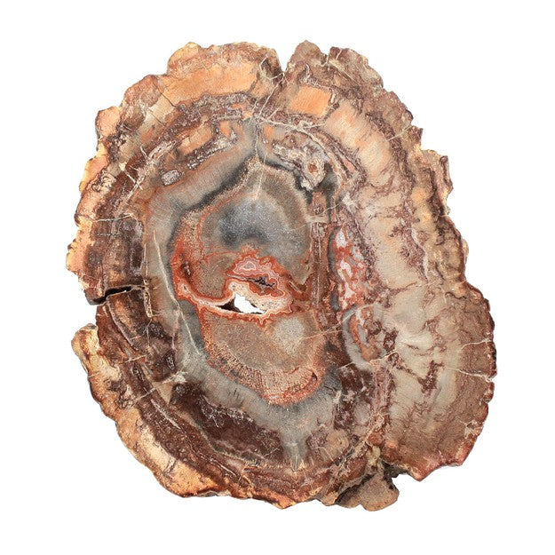 Fossilised wood sections