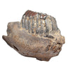 Molar and jaw section from a Stegodon Trigonocephalus