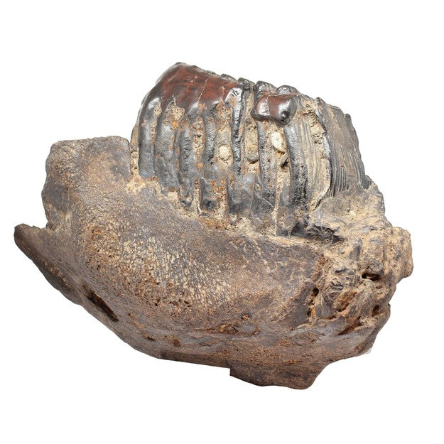 Molar and jaw section from a Stegodon Trigonocephalus