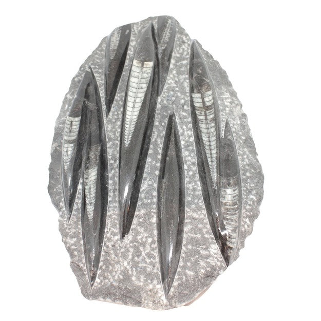 Orthoceras Fossil Slice