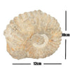Acanthoceras ammonite