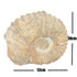 Acanthoceras ammonite