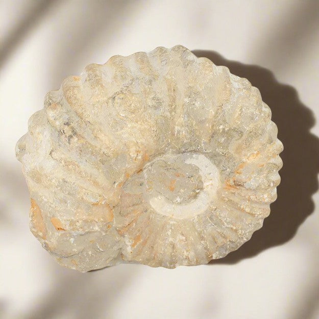 Acanthoceras ammonite