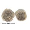 Ammonite Dactylioceras nodule