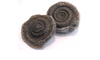 Ammonite Dactylioceras nodule