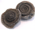 Ammonite Dactylioceras nodule