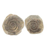 Ammonite Dactylioceras nodule