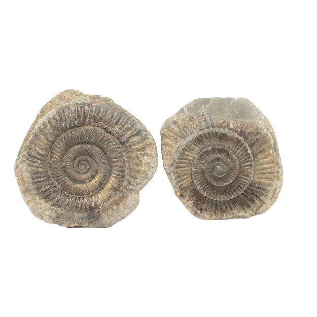 Ammonite Dactylioceras nodule