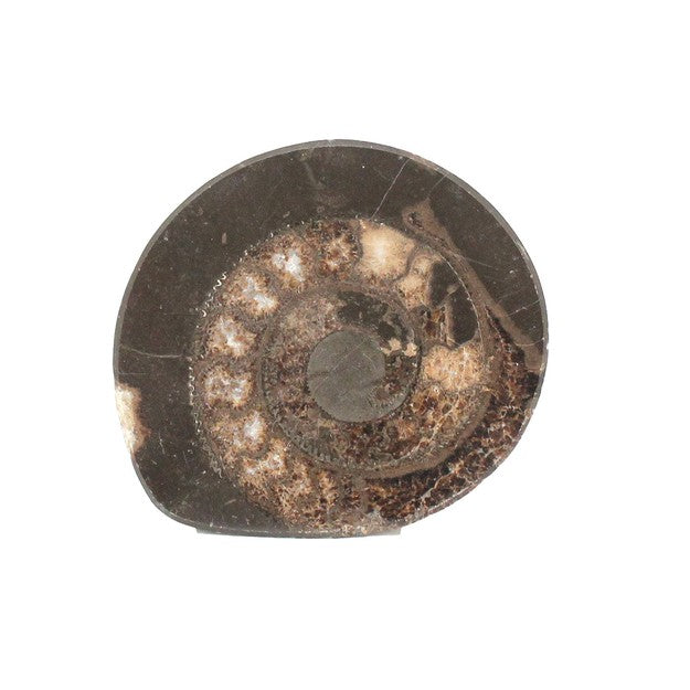 Ammonite Dactylioceras slice
