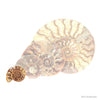 Standard split ammonite pair