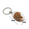Ammonite keyring, transparent