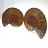 Standard split ammonite pair