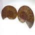 Standard split ammonite pair