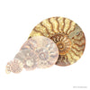 Standard split ammonite pair
