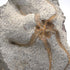 Brittle Star