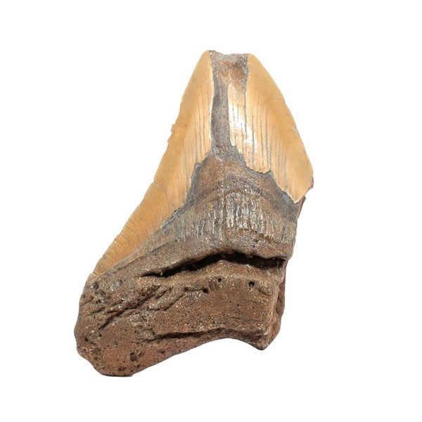 Real Megalodon Tooth for Sale | Carcharocles Megalodon Teeth