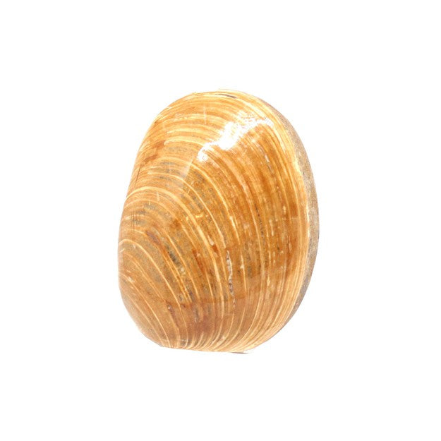 Clam shell