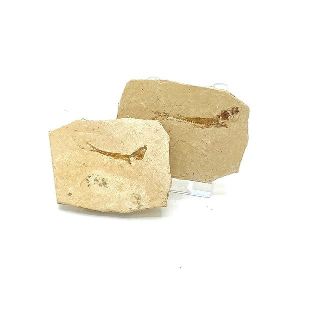 Dastilbe Elongatus fish