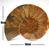 Standard split ammonite pair
