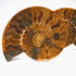 Extra large split ammonite pair