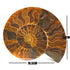 Extra large split ammonite pair