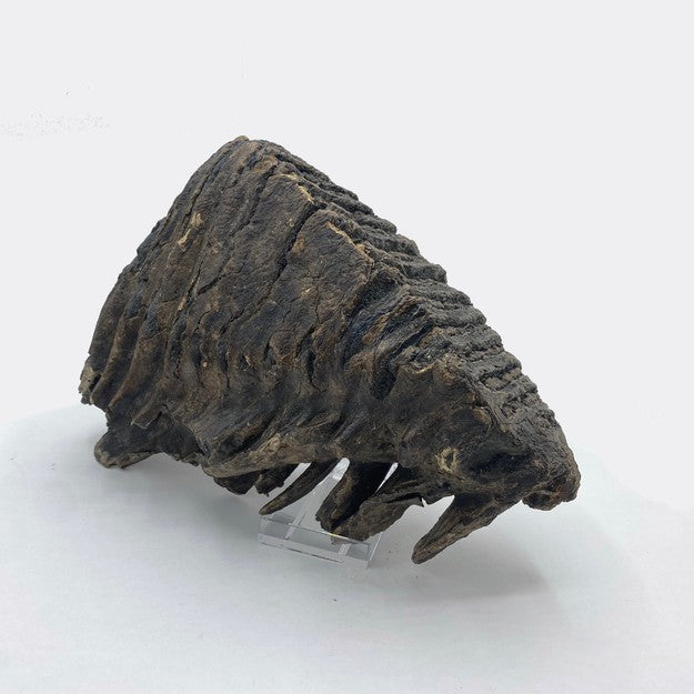 Large Polish Woolly Mammoth Tooth.