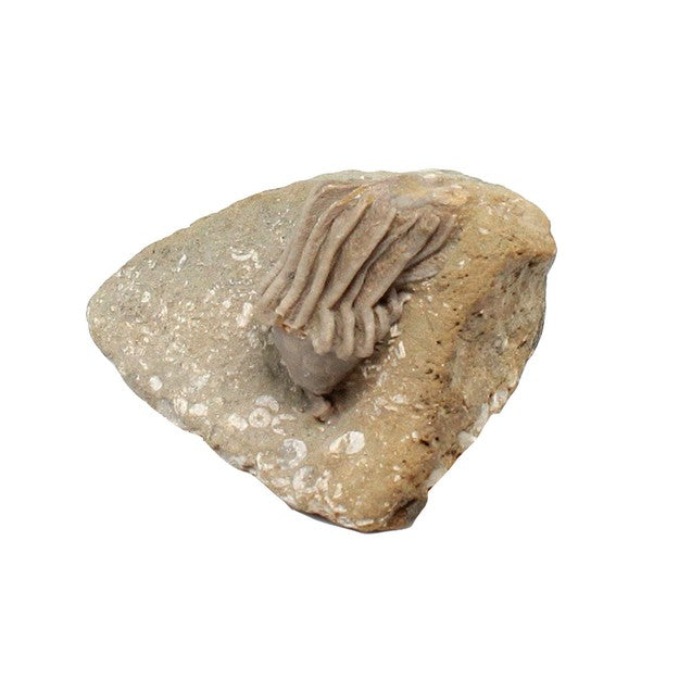 Macrocrinus Mundulus Crinoid