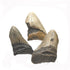 Imperfect Megalodon teeth