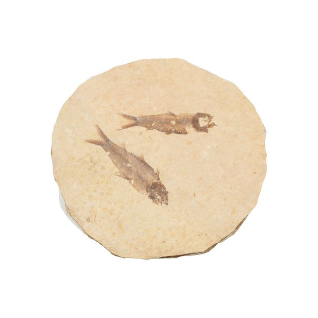 Multiple Knightia Fish