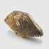 North Sea Woolly Mammoth Tooth