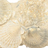 Pecten shells