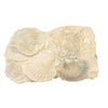 Pecten shells