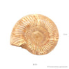 Perisphinctes ammonite