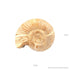 Perisphinctes ammonite
