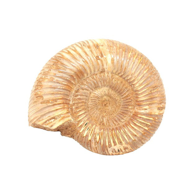 Perisphinctes ammonite