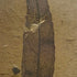 Prehistoric Elm leaf