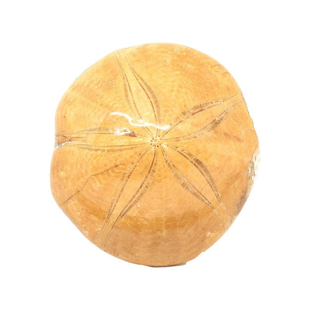 Sand Dollar Sea Urchin (Pyguru)