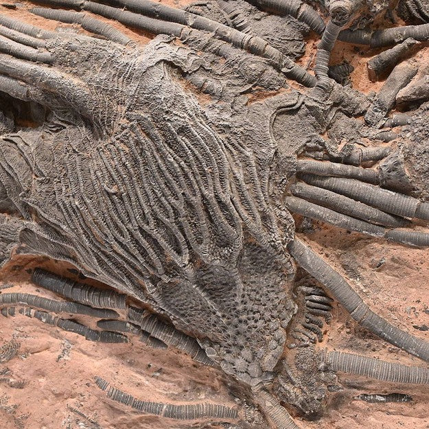 Scyphocrinites Elegans criniod bed