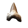 Shark teeth