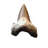 Shark teeth