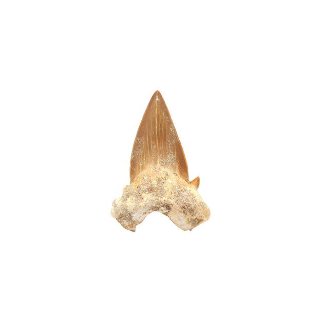 Shark teeth