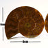 Small split ammonite pair