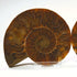 Small split ammonite pair