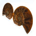 Small split ammonite pair