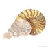 Small split ammonite pair