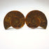 Small split ammonite pair