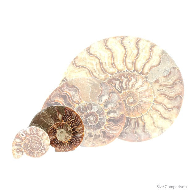 Standard split ammonite pair