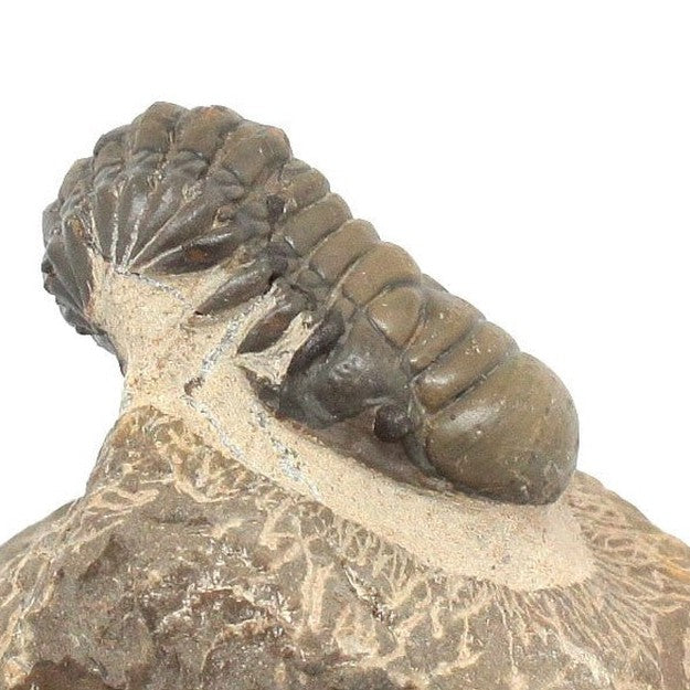 Trilobite Crotalocephalina