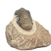 Trilobite Crotalocephalina